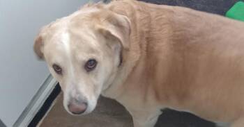 Labrador Retriever and Collie Dogs Available for Adoption in Challis, Idaho - Odin | PetCurious
