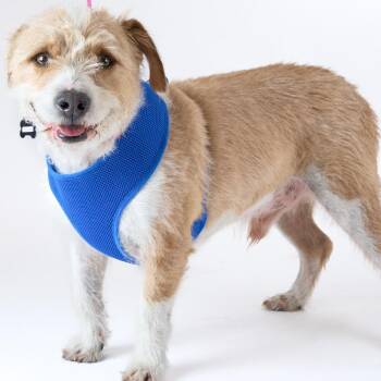 Orchard 14156 -  Terrier Dog for Adoption in San Francisco, California - Orchard 14156 | PetCurious