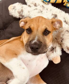 Labrador Retriever and American Staffordshire Terrier Dogs Available for Adoption in Clinton, Pennsylvania - Chester  | PetCurious