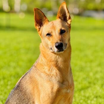 Zena -  German Shepherd Dog and Mixed Breed Dog for Adoption in Oak Point, Texas - Zena | PetCurious