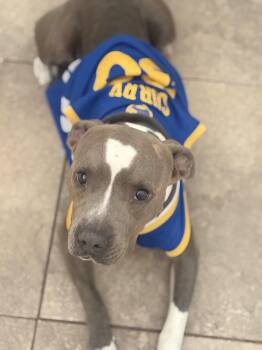 Pit Bull Terrier Dogs Available for Adoption - Will | PetCurious