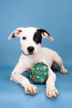 742-26 -  Pit Bull Terrier Dog for Adoption in Brighton, Colorado - 742-26 | PetCurious