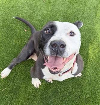 BOLTY -  Mixed Breed Dog for Adoption in Jacksonville, Florida - BOLTY | PetCurious