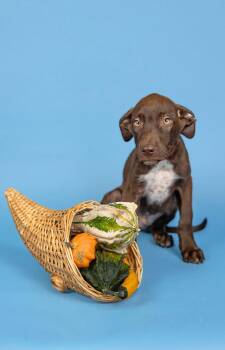 824-26 -  Labrador Retriever Dog for Adoption in Brighton, Colorado - 824-26 | PetCurious