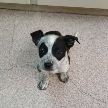 Australian Cattle Dog Blue Heeler Dogs Available for Adoption - Lexie | PetCurious