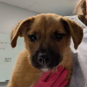 Bailey -  Shepherd Dog for Adoption in Greenville, South Carolina - Bailey | PetCurious