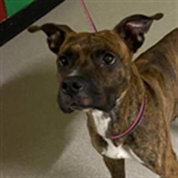 Rescue Pit Bull Terrier and Mixed Breed Dogs for Adoption in Indianapolis, Indiana - ROCKY | PetCurious