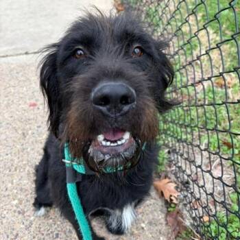 Marlin -  Mixed Breed Dog for Adoption in Philadelphia, Pennsylvania - Marlin | PetCurious