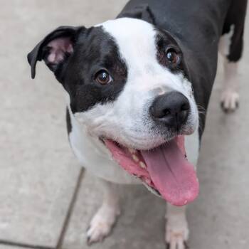 Severin -  Mixed Breed Dog for Adoption in Pittsburgh, Pennsylvania - Severin | PetCurious
