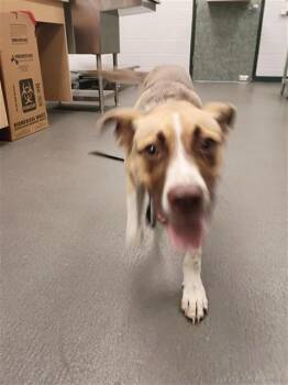 IKORA -  Labrador Retriever and Mixed Breed Dog for Adoption in Corpus Christi, Texas - IKORA | PetCurious