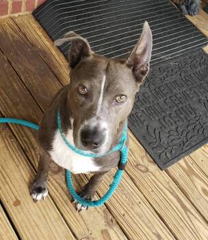 Nova -  Dutch Shepherd and Labrador Retriever Dog for Adoption in Powder Springs, Georgia - Nova | PetCurious