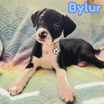 Beagle and Labrador Retriever Dogs Available for Adoption - Bylur *Sweetest Beagle/Lab* Puppy  | PetCurious