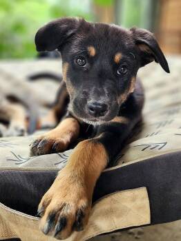 Quinn -  Shepherd Dog for Adoption in Lafayette, Colorado - Quinn | PetCurious