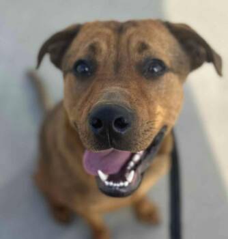 Rescue Labrador Retriever and Mixed Breed Dogs for Adoption in Kansas City, Kansas - Puck (AO35235) | PetCurious