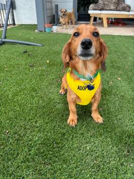 Edith Anne the sweet DachshundX -  Dachshund Dog for Adoption in Lockhart, Texas - Edith Anne The Sweet DachshundX | PetCurious