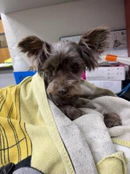 Yorkshire Terrier and Mixed Breed Dogs Available for Adoption in Gainesville, Florida - Abuela | PetCurious