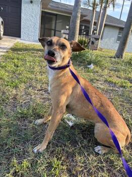 Terrier Dogs Available for Adoption in Fort Myers, Florida - SADIE | PetCurious