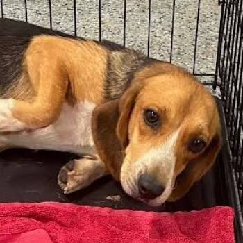 Midge -  Beagle Dog for Adoption in Jeffersonville, Indiana - Midge | PetCurious