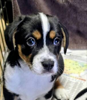 Apollo -  Beagle Dog for Adoption - Apollo | PetCurious