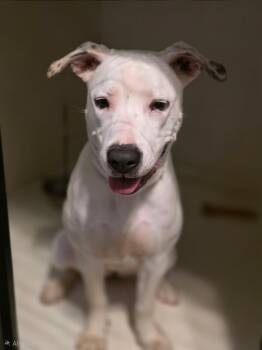 Cindarella -  Great Dane and Pit Bull Terrier Dog for Adoption in Eatontown, New Jersey - Cindarella | PetCurious