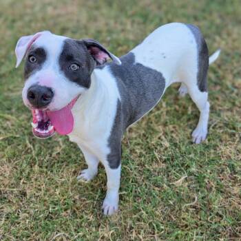 Vincent -  Terrier Dog for Adoption in Gainesville, Texas - Vincent | PetCurious