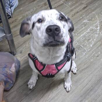 Creme -  Mixed Breed Dog for Adoption in Summerville, South Carolina - Creme | PetCurious