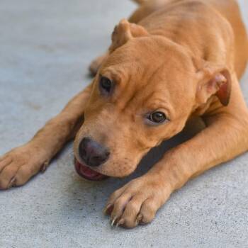 Bandit -  Pit Bull Terrier Dog for Adoption in Ottawa, Kansas - Bandit | PetCurious
