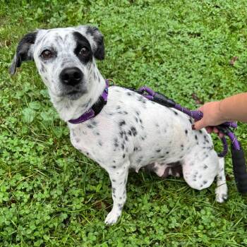 Scarlett -  Dalmatian and Mixed Breed Dog for Adoption in Kittanning, Pennsylvania - Scarlett | PetCurious