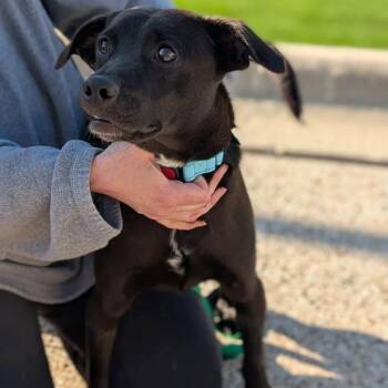 Labrador Retriever and Mixed Breed Dogs Available for Adoption in Campton Hills, Illinois - Sam | PetCurious