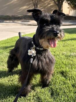 Goose -  Miniature Schnauzer Dog for Adoption in Southlake, Texas - Goose | PetCurious