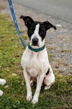 Rescue Pit Bull Terrier Dogs for Adoption in Frankfort, New York - Jude | PetCurious