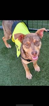 Labrador Retriever Dogs Available for Adoption in Uxbridge, Massachusetts - Nova | PetCurious