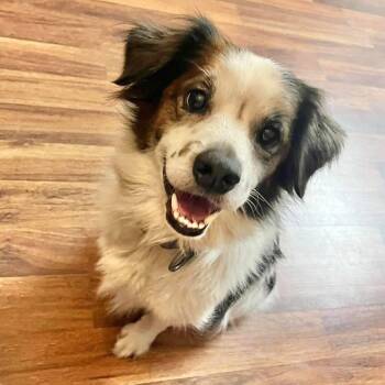 Ivan -  Spaniel Dog for Adoption in Grand Bay, Alabama - Ivan | PetCurious