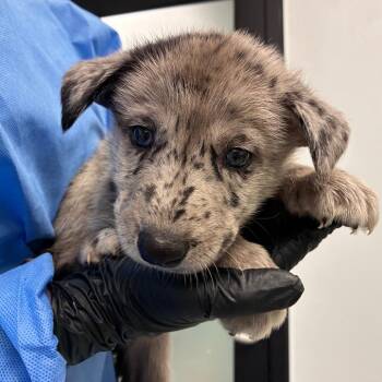 Cove -  Catahoula Leopard Dog and Husky Dog for Adoption in Abilene, Texas - Cove | PetCurious