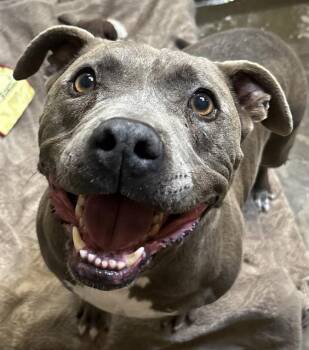DORIAN -  Staffordshire Bull Terrier Dog for Adoption in Santa Cruz, California - DORIAN | PetCurious