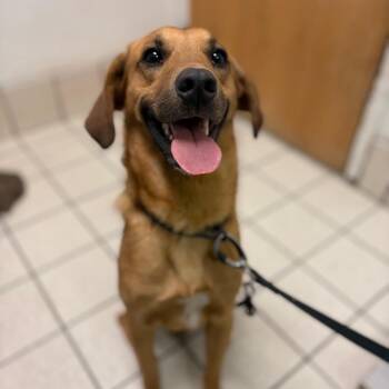 Redwood -  Mixed Breed Dog Available for Adoption in Charleston, West Virginia - Redwood | PetCurious
