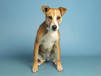 CASSIE -  Pit Bull Terrier Dog for Adoption in Phoenix, Arizona - CASSIE | PetCurious