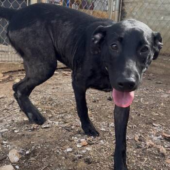 Maggie -  Black Labrador Retriever Dog for Adoption in Vieques, Vieques - Maggie | PetCurious