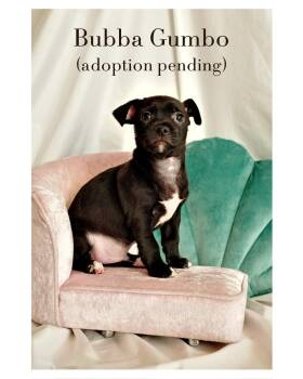 Chihuahua and Rat Terrier Dogs Available for Adoption - Bubba Gumbo | PetCurious