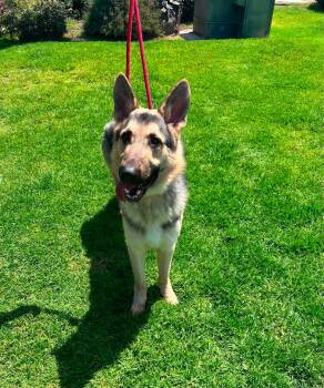 Mack -  German Shepherd Dog Dog for Adoption in Jefferson City, Missouri - Mack | PetCurious