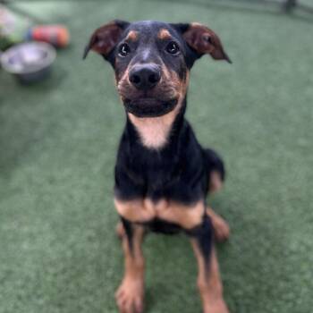Samson 0574 -  Rottweiler and Doberman Pinscher Dog for Adoption in Loxahatchee Groves, Florida - Samson 0574 | PetCurious