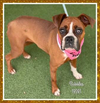 Boxer Dogs Available for Adoption in Marietta, Georgia - BUBBLES | PetCurious
