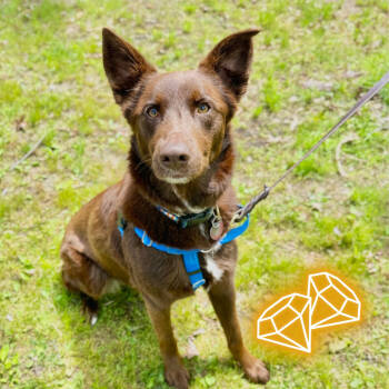 Rescue German Shepherd Dog and Australian Shepherd Dogs for Adoption in East Hampton, New York - Poppy | PetCurious