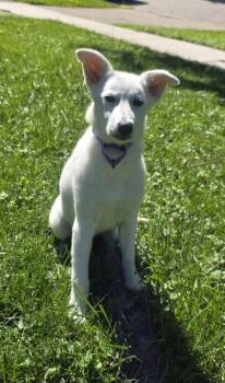 Misty -  Shepherd Dog for Adoption in Elgin, Illinois - Misty | PetCurious