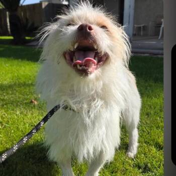 Cairn Terrier and West Highland White Terrier Westie Dogs Available for Adoption - Poochie | PetCurious