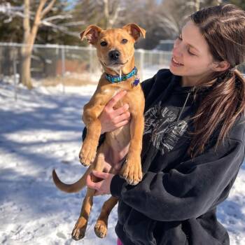 Mixed Breed Dogs Available for Adoption - Kenzie | PetCurious