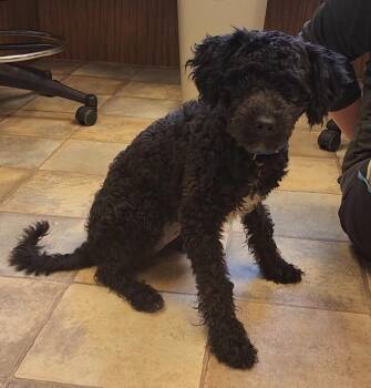 Bessie -  Poodle Dog for Adoption in Neillsville, Wisconsin - Bessie | PetCurious