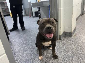 A1269069 -  Pit Bull Terrier Dog for Adoption in Charlotte, North Carolina - A1269069 | PetCurious