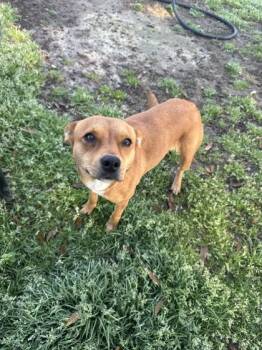 Terrier and Mixed Breed Dogs Available for Adoption - Ireland(HW+) | PetCurious