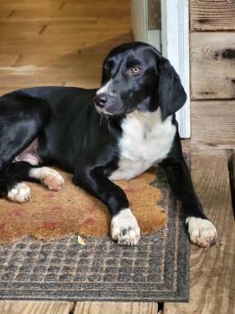 Plott Hound and Black Labrador Retriever Dogs Available for Adoption in Lucedale, Mississippi - Flick | PetCurious